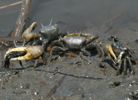 Atlantic Mud Fiddler Crab